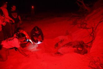 Convoca la FPMC a personas que quieran ser parte del voluntariado para la protección de la tortuga marina en la temporada 2026