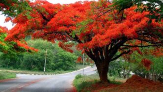 El flamboyán tiñe de rojo a Yucatán cada junio