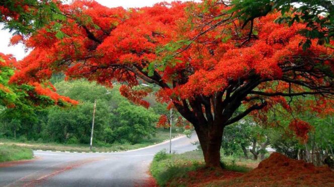 El flamboyán tiñe de rojo a Yucatán cada junio