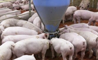 Cierre definitivo de granja porcícola en Yucatán