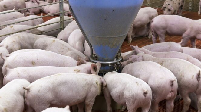 Cierre definitivo de granja porcícola en Yucatán