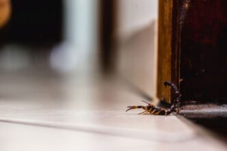 Veneno de alacrán y chile habanero: científicos crean antibióticos