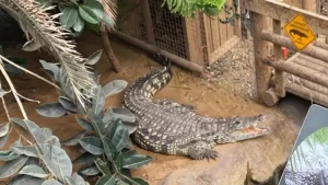 Niño herido en zoológico de Inglaterra: investigan posible intento de asesinato en recinto de cocodrilos