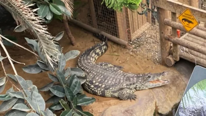 Niño herido en zoológico de Inglaterra: investigan posible intento de asesinato en recinto de cocodrilos