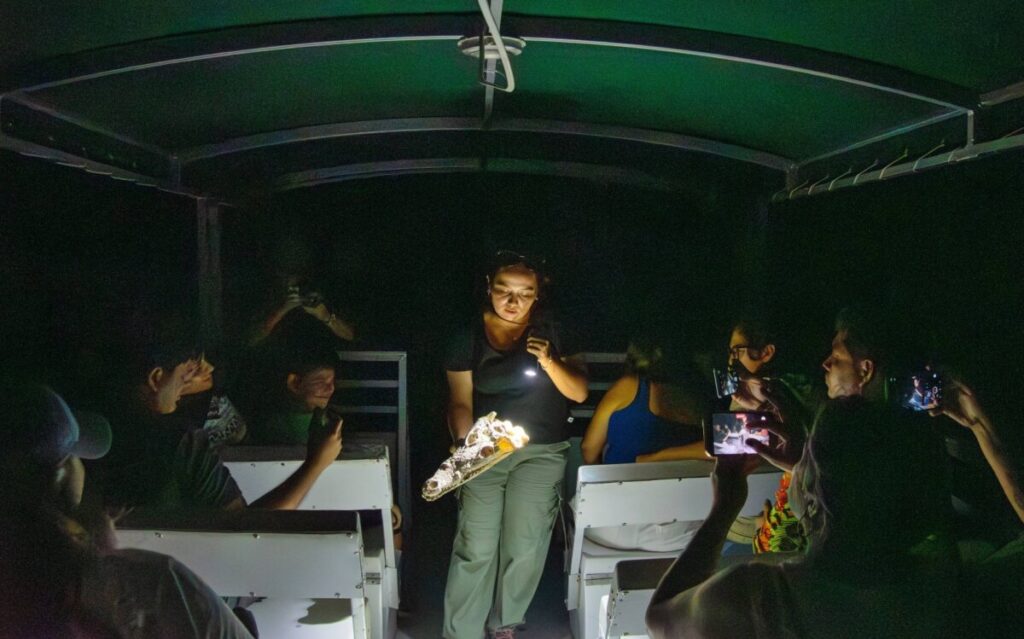 Familias descubren el fascinante mundo nocturno de los cocodrilos en Punta Sur