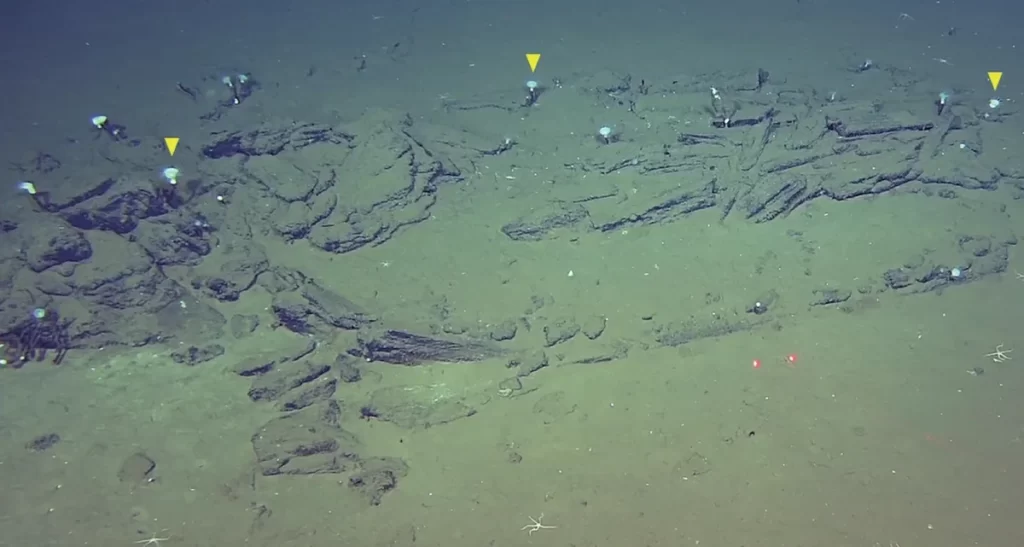 Hallan un enorme cementerio de ballenas con 476 fósiles documentados en el océano Índico