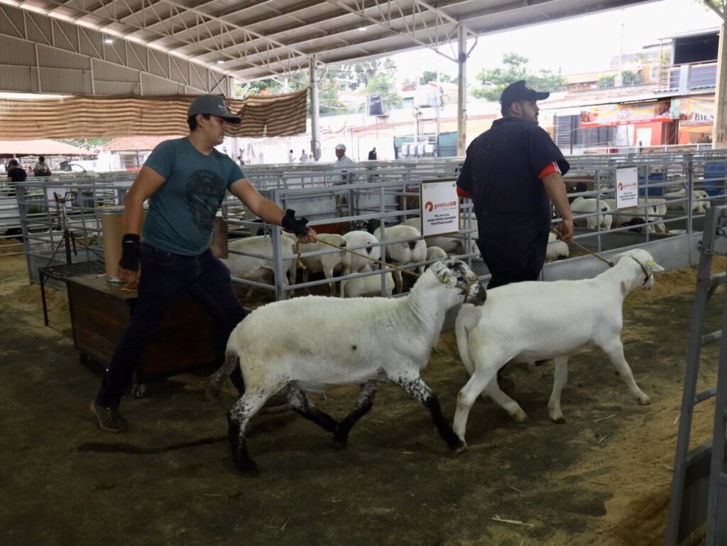 Impulsan la ovinocultura en Jalisco