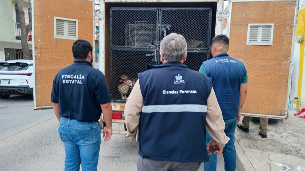 Rescatan a adulta mayor y 39 perros
