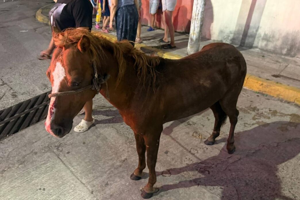 Rescatan a potrillo de alcantarilla en Centro