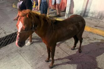 Rescatan a potrillo de alcantarilla en Centro