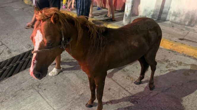 Rescatan a potrillo de alcantarilla en Centro