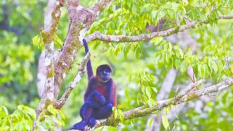 Costa Rica convierte la sostenibilidad en su mayor ventaja turística
