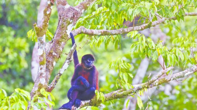 Costa Rica convierte la sostenibilidad en su mayor ventaja turística