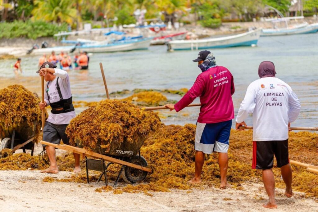 ZOFEMAT refuerza limpieza de sargazo en Tulum