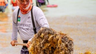 ZOFEMAT refuerza limpieza de sargazo en Tulum
