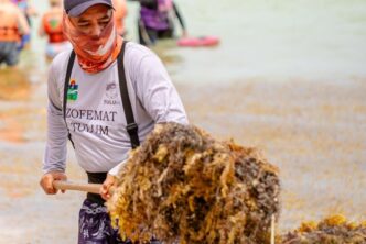 ZOFEMAT refuerza limpieza de sargazo en Tulum
