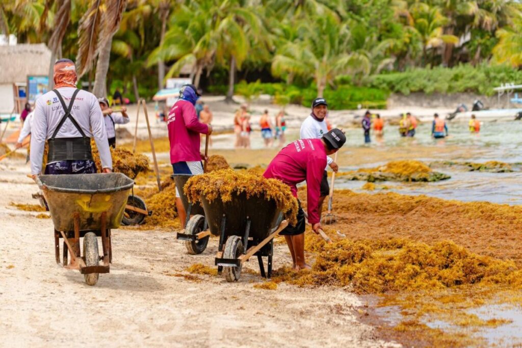 ZOFEMAT refuerza limpieza de sargazo en Tulum