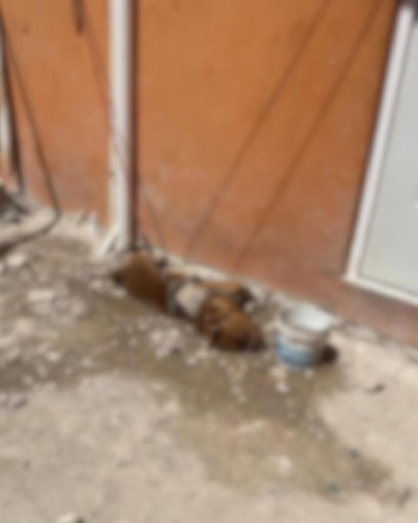 Tulum refuerza acciones contra el maltrato animal