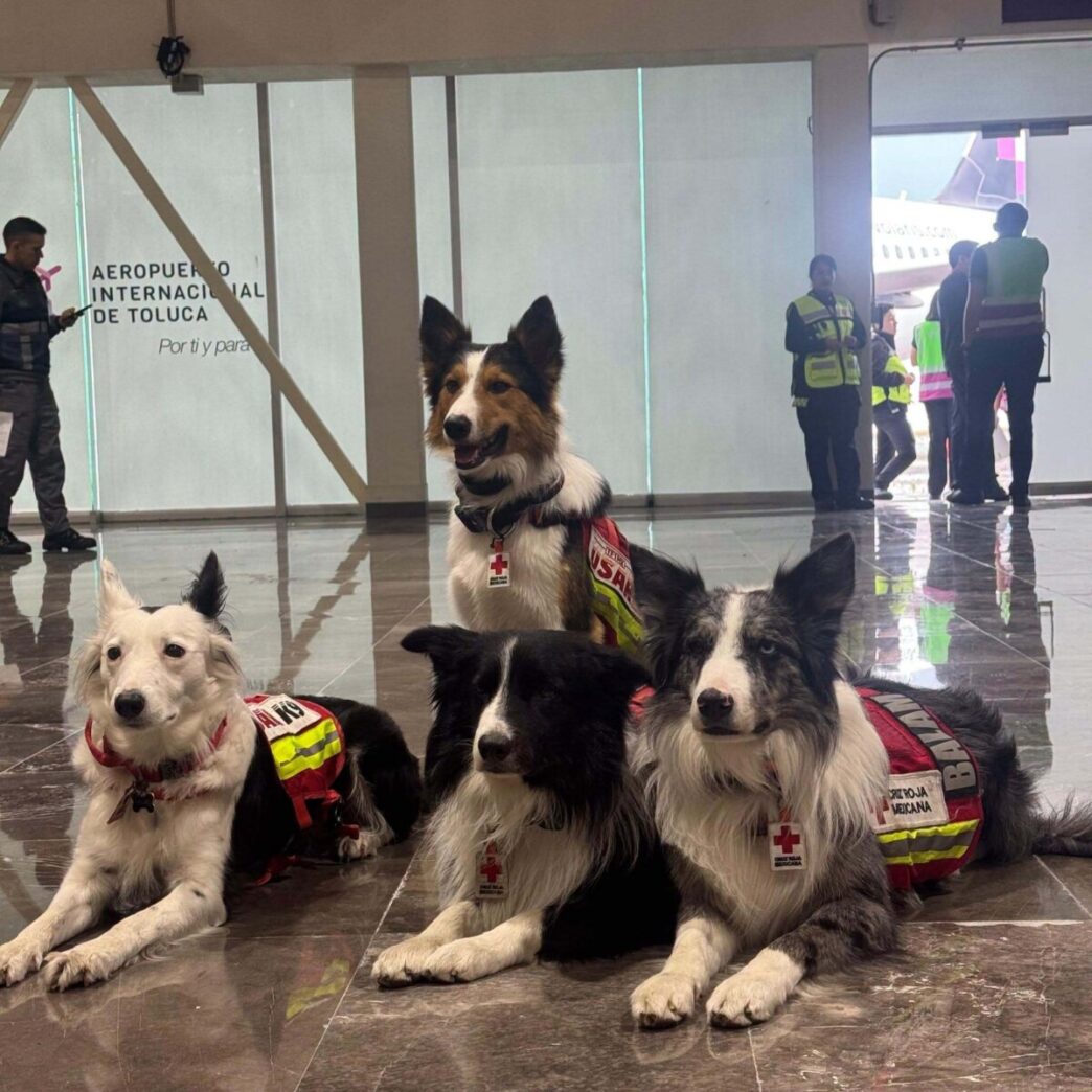 Max vuelve a casa: el perro rescatista mexicano que salvó 7 vidas en Venezuela regresa herido