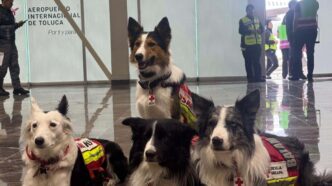 Max vuelve a casa: el perro rescatista mexicano que salvó 7 vidas en Venezuela regresa herido