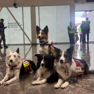 Max vuelve a casa: el perro rescatista mexicano que salvó 7 vidas en Venezuela regresa herido