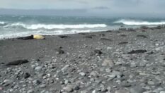 Gripe aviar arrasa fauna en islas cercanas a la Antártida