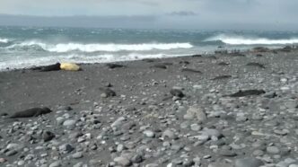 Gripe aviar arrasa fauna en islas cercanas a la Antártida