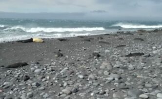 Gripe aviar arrasa fauna en islas cercanas a la Antártida