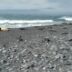 Gripe aviar arrasa fauna en islas cercanas a la Antártida