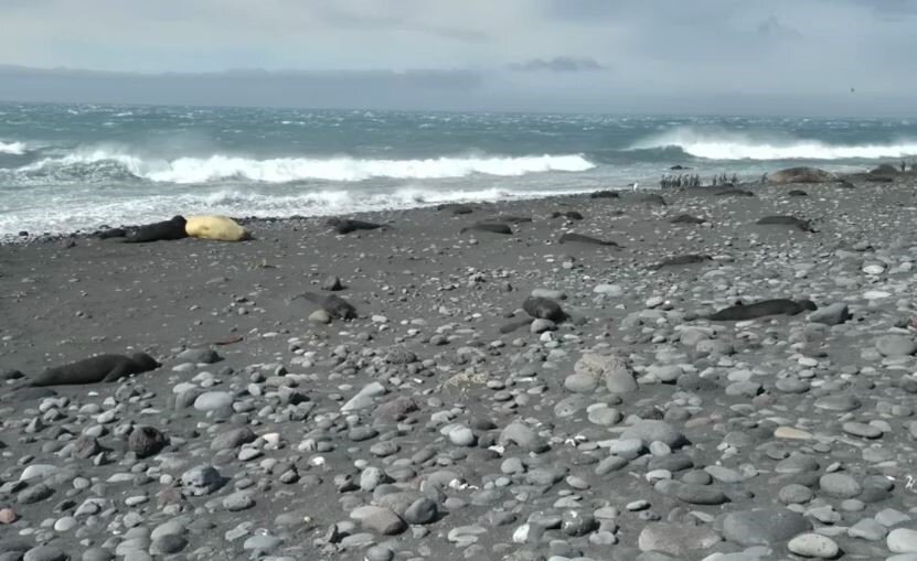 Gripe aviar arrasa fauna en islas cercanas a la Antártida