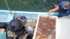 Marina asegura 250 kilos de pepino de mar en Yucatán
