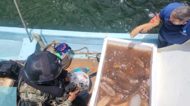 Marina asegura 250 kilos de pepino de mar en Yucatán