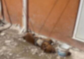 Tulum refuerza acciones contra el maltrato animal