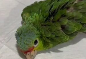 Rescatan a loro quemado con atole hirviendo en Yucatán