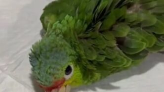 Rescatan a loro quemado con atole hirviendo en Yucatán