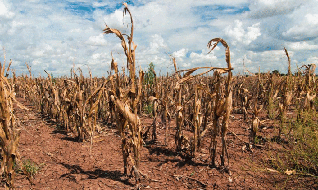 NOAA enciende las alertas: El Niño 2026 podría ser uno de los más intensos de la historia reciente