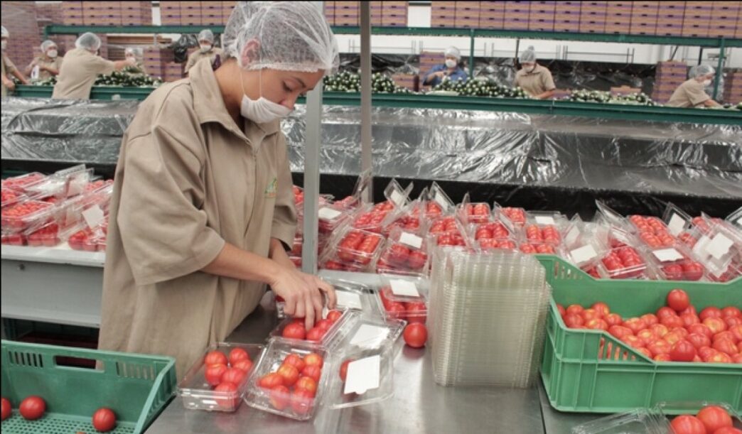El jitomate baja de 20 pesos por kilo tras el Acuerdo Nacional impulsado por Sheinbaum