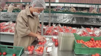 El jitomate baja de 20 pesos por kilo tras el Acuerdo Nacional impulsado por Sheinbaum
