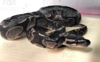 Hallan fauna protegida en Zapopan