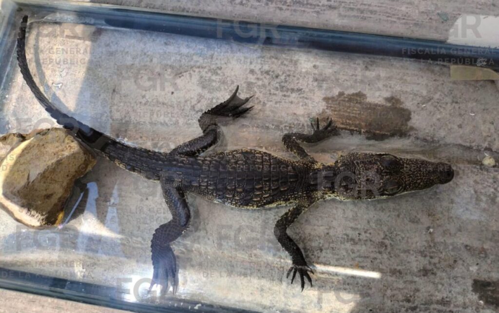 Hallan fauna protegida en Zapopan