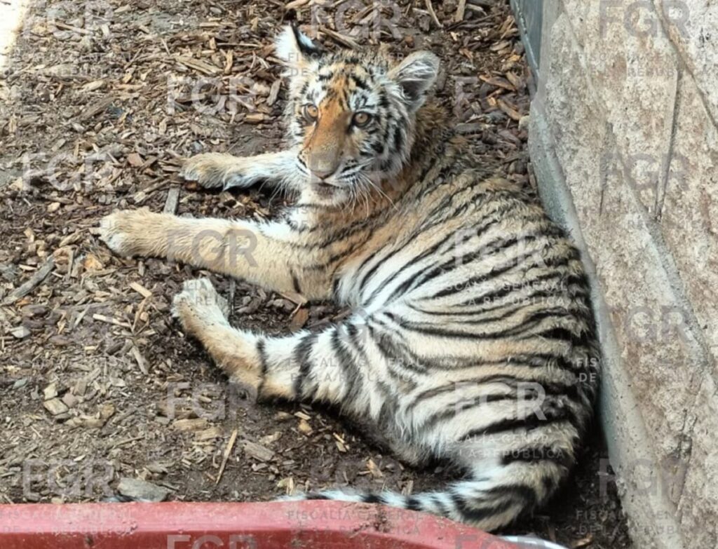 Hallan fauna protegida en Zapopan