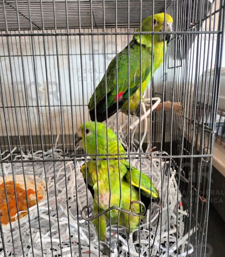Hallan fauna protegida en Zapopan