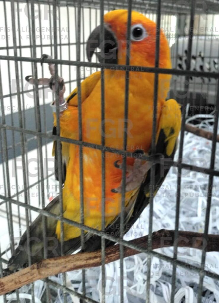 Hallan fauna protegida en Zapopan