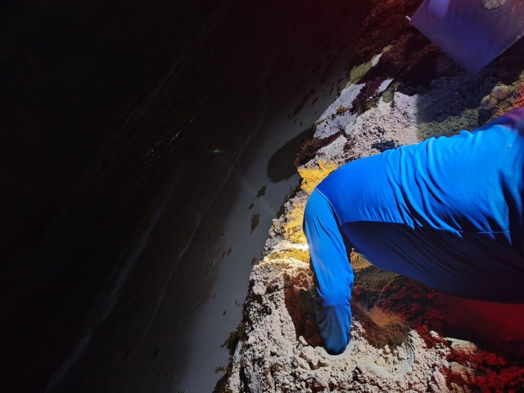 COZUMEL SUPERA LOS 750 NIDOS DE TORTUGA MARINA