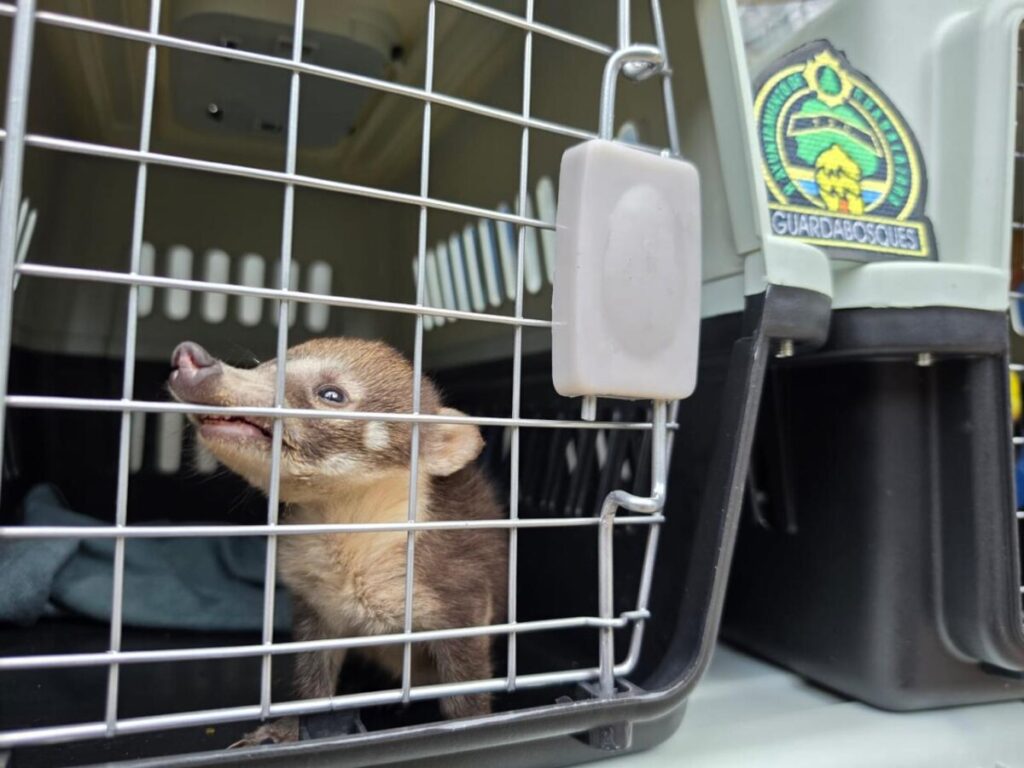 Resguardan fauna protegida en Guadalajara