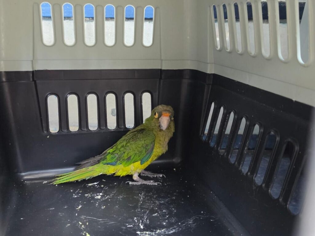 Resguardan fauna protegida en Guadalajara