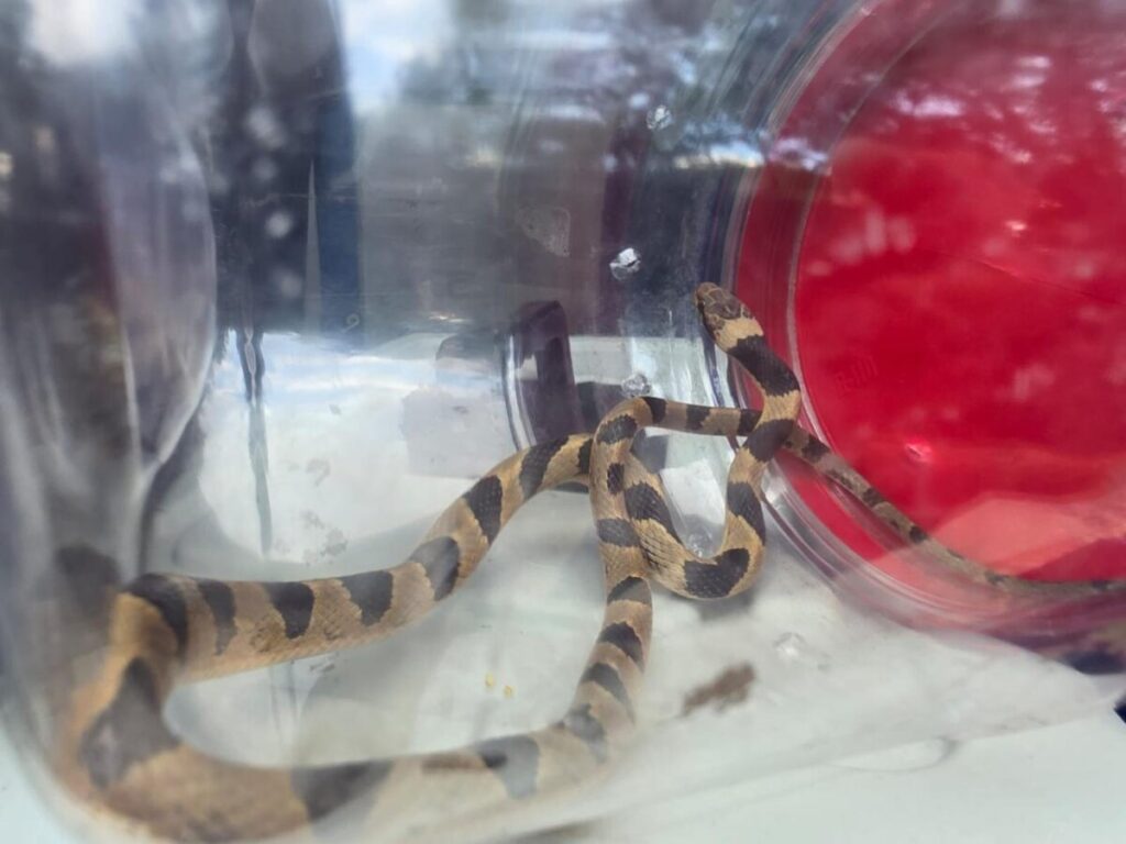 Resguardan fauna protegida en Guadalajara