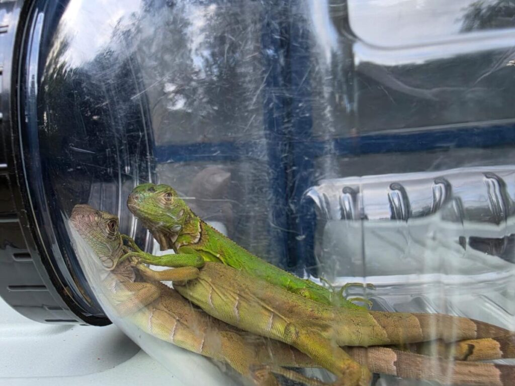 Resguardan fauna protegida en Guadalajara