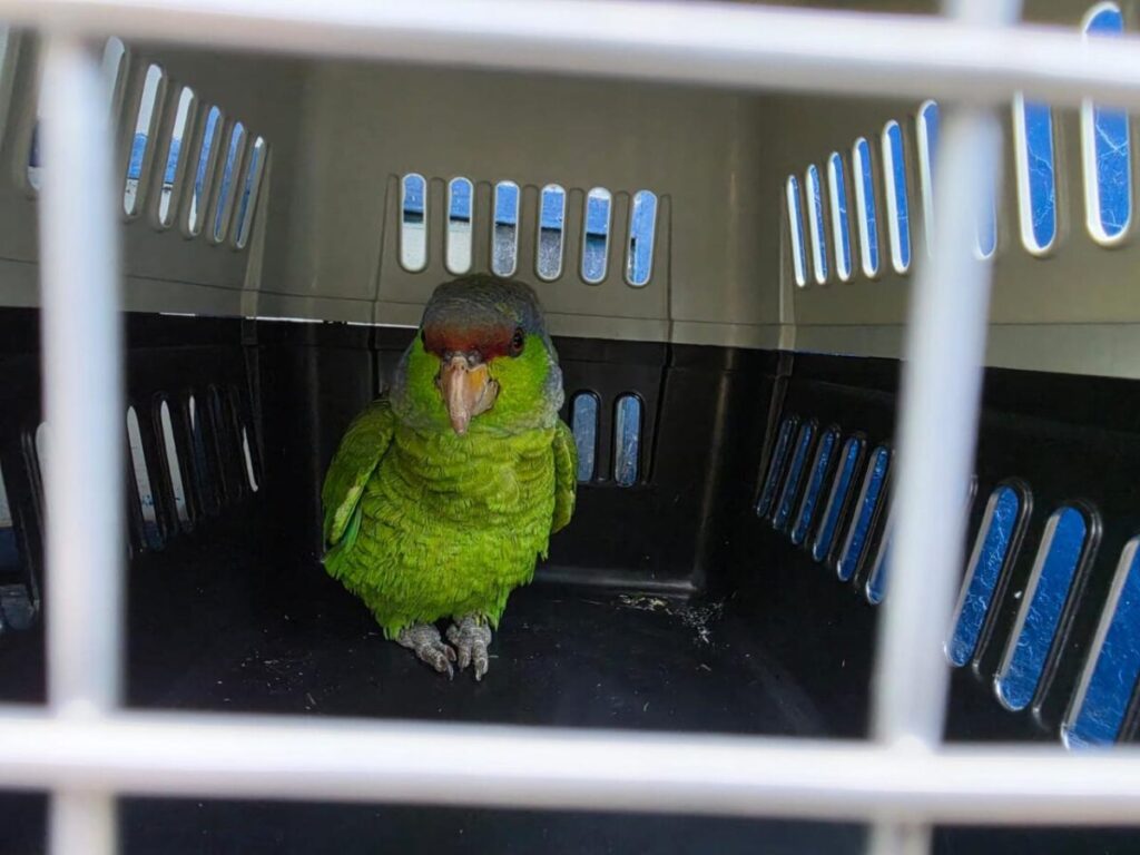 Resguardan fauna protegida en Guadalajara