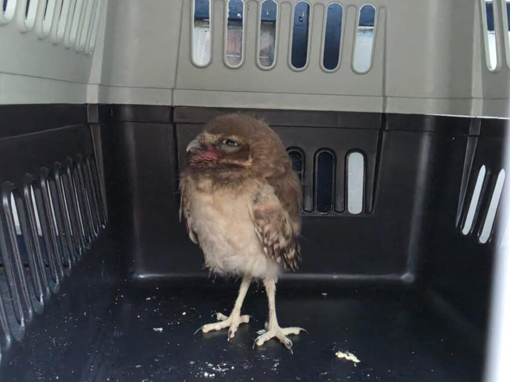 Resguardan fauna protegida en Guadalajara
